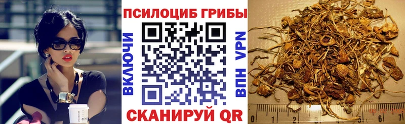 blacksprut онион  Юрга  Галлюциногенные грибы Psilocybe 